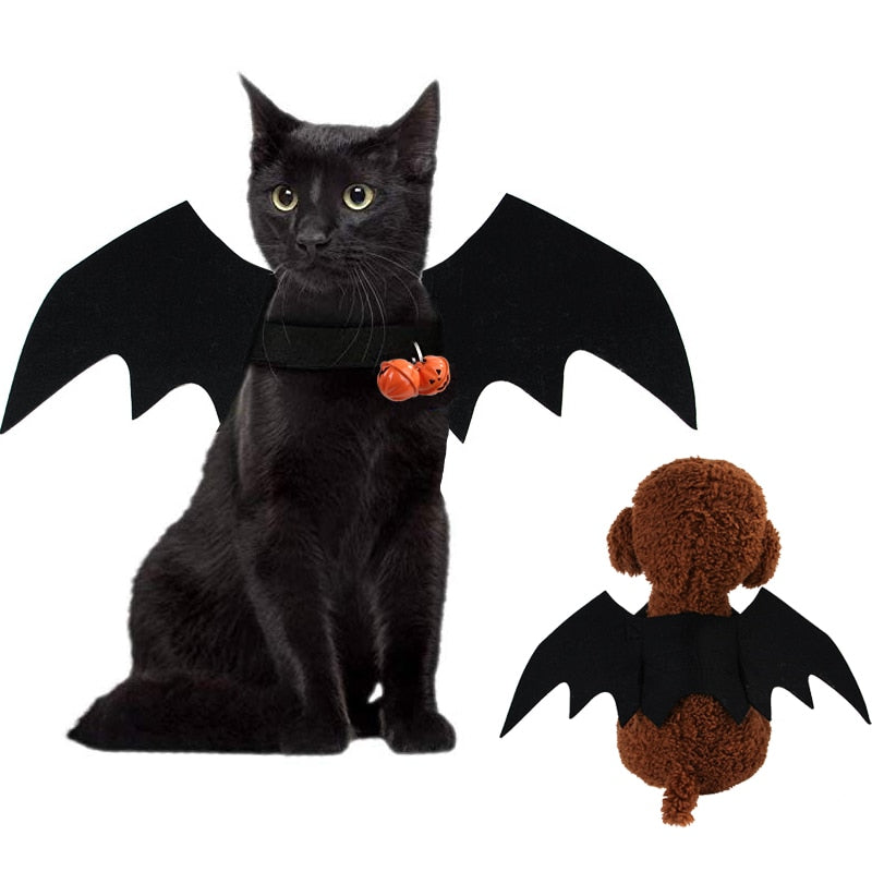 Aile de Chauve-Souris pour Chat