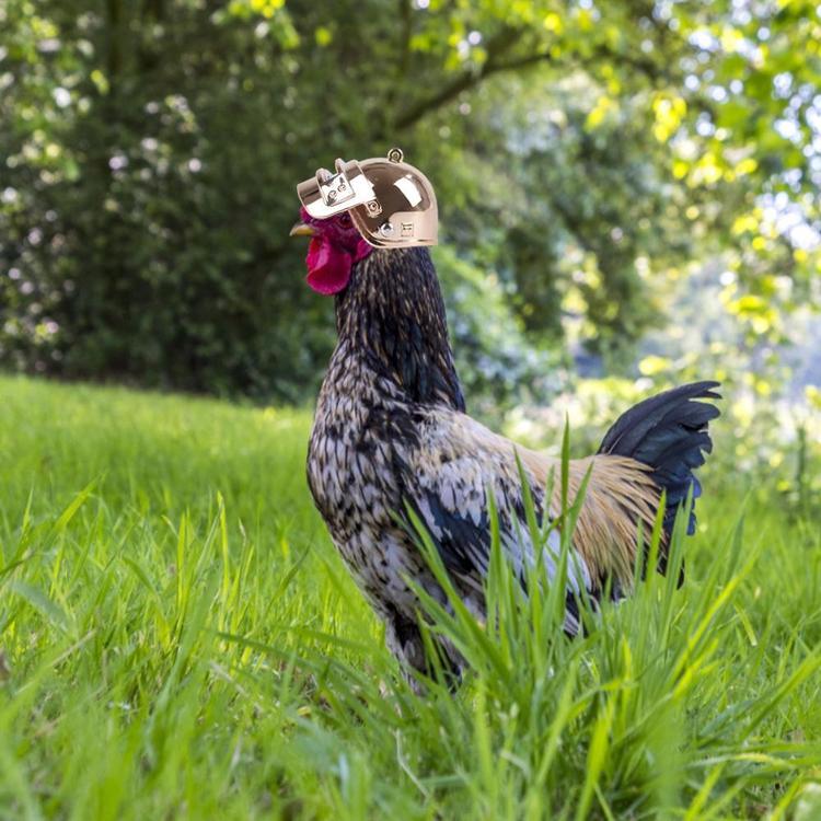 Casque Poule