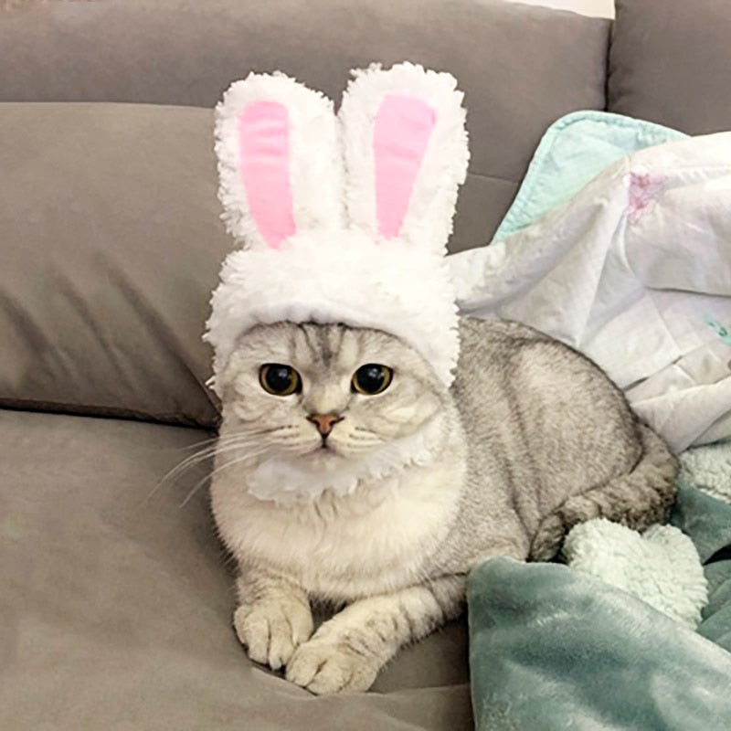 Oreille de Lapin pour Chat