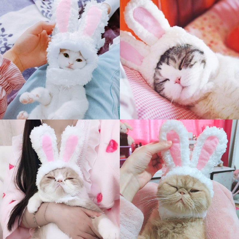 Oreille de Lapin pour Chat