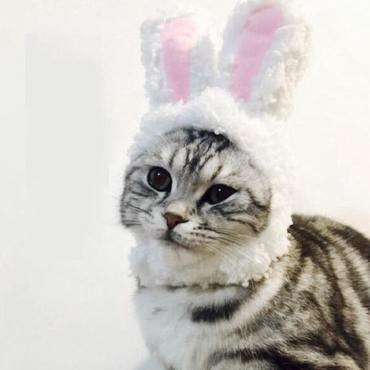 Oreille de Lapin pour Chat